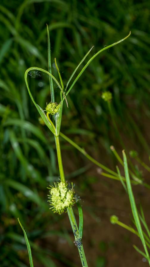 Oenanthe pimpinelloides / Finocchio acquatico comune